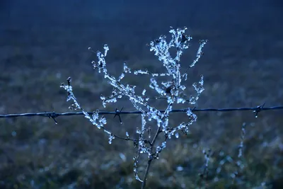 DSC_1019 (Large).JPG